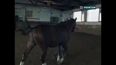 Il commissario Rex 06x12