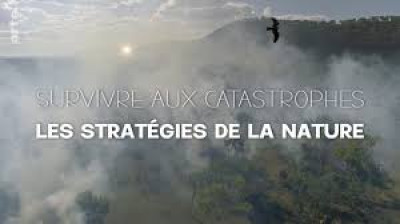 Survivre aux catastrophes les stratégies de la nature