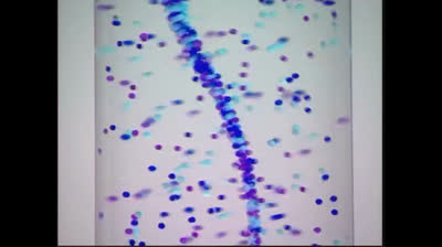 Baby Mozart 2004 DVD